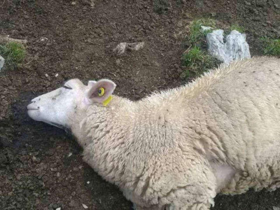 pollution meurtrière dans l'eure : une catastrophe environnementale ayant provoqué la mort de 150 brebis, alertant sur les dangers pour la faune locale.